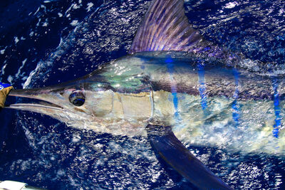 ◾️billfish◾️ 1e1a3287-400.jpg