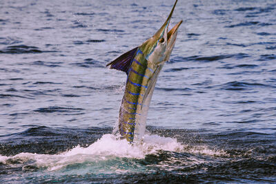 ◾️billfish◾️ 1e1a3287-400.jpg