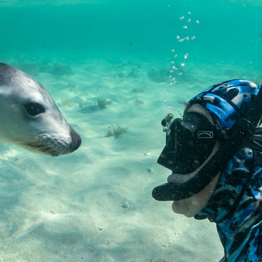 underwater-diver-with-seal