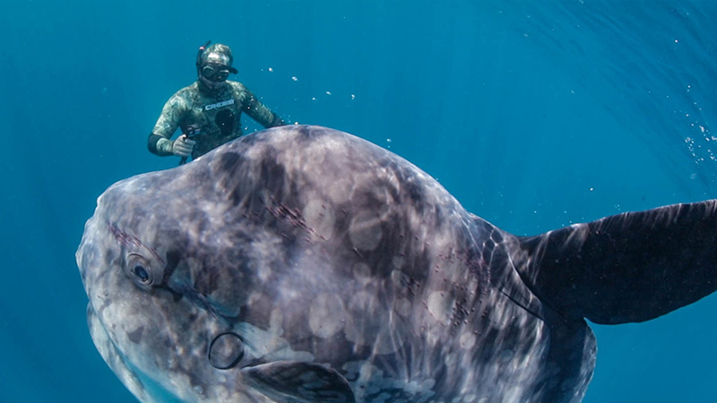 Underwater shot of sunfish and diver